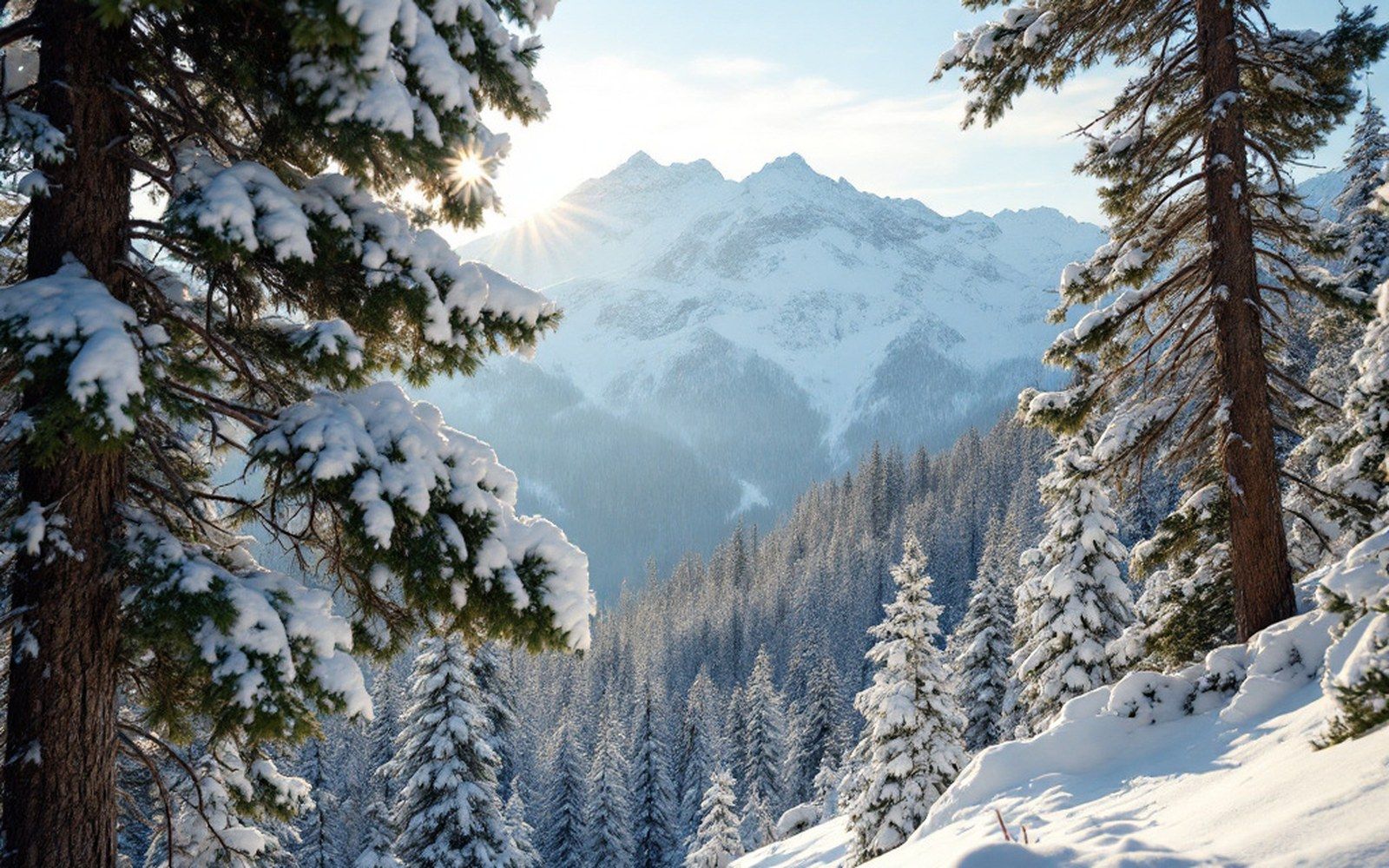 Southern beech forest with snow held in the branches, low flat light