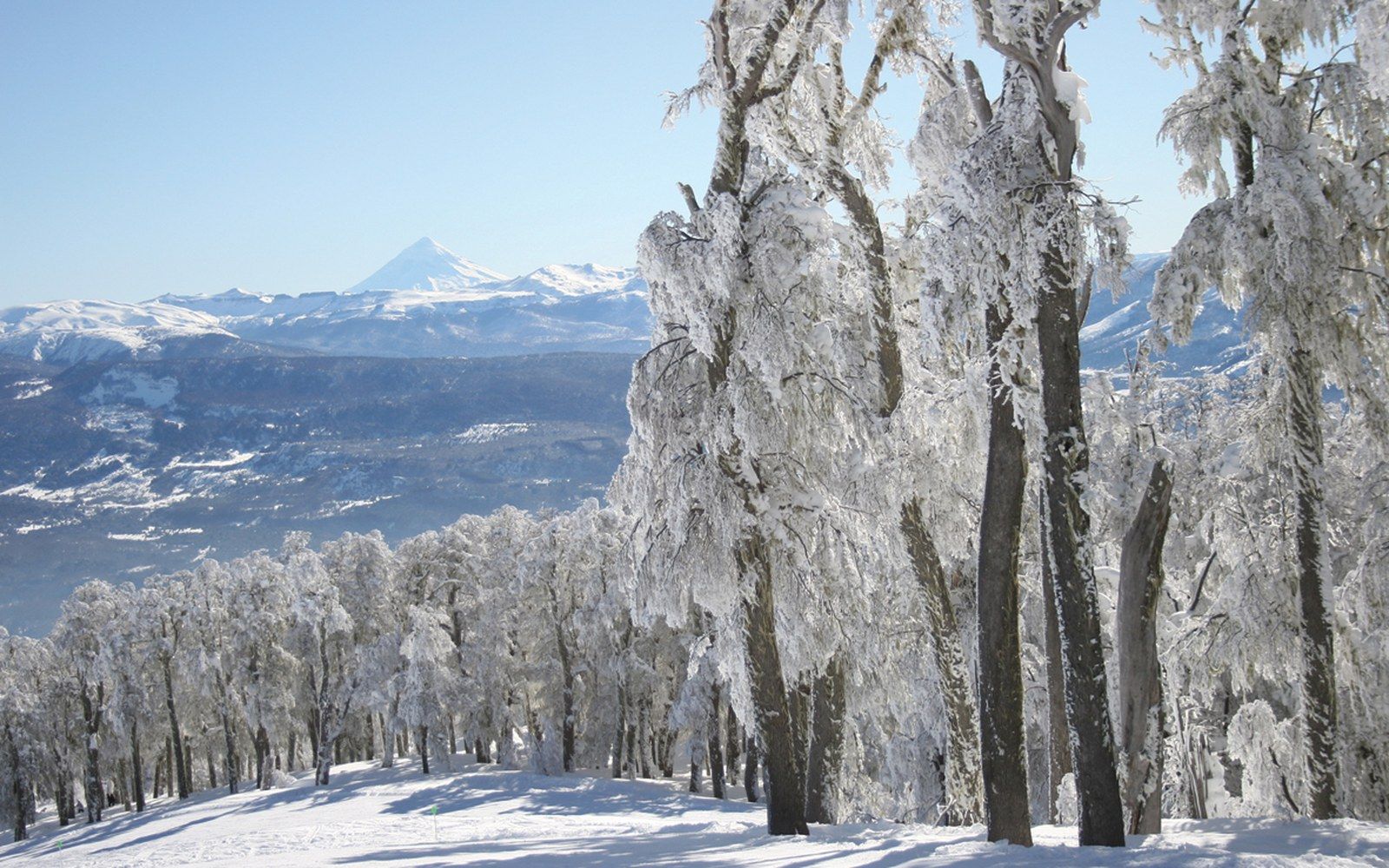 A forested ski slope descending toward a lake